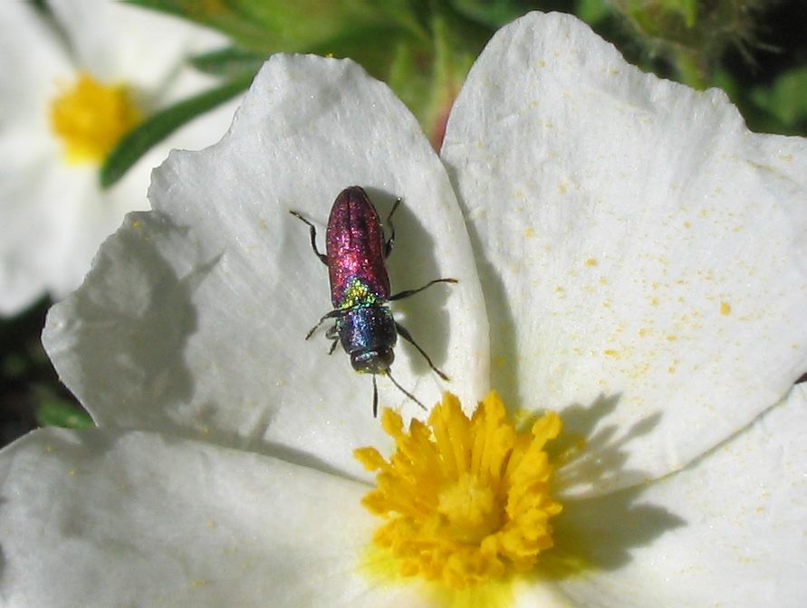 Carrellata di Anthaxia, Agrilus e Acmaeoderella